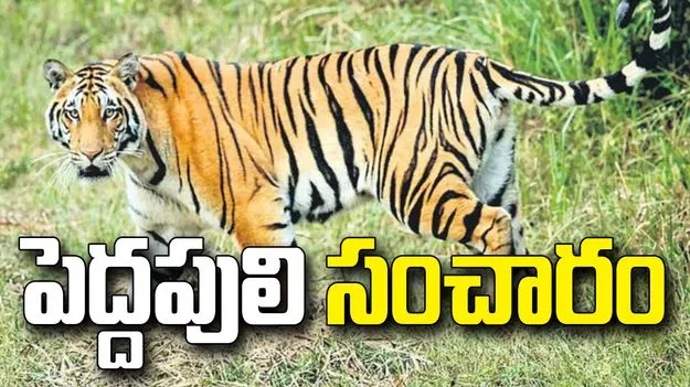 పెద్దపులి సంచారం.. ఏజెన్సీ ప్రాంతంలో హై అలర్ట్
