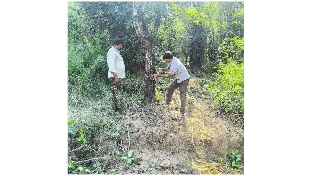 పులులు కన్పించాయా? 