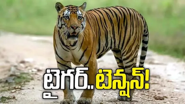 రాజమహేంద్రవరం ప్రాంతంలో పులి సంచారం.. రామదుర్గంలో హై అలర్ట్