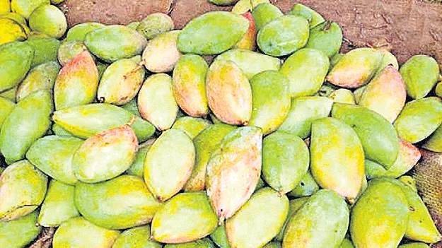 మామిడికి మళ్లీ మద్దతు