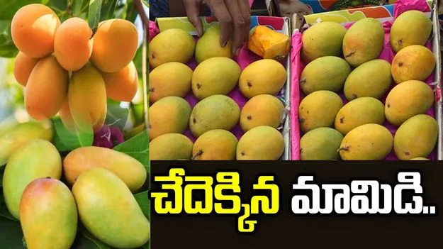 చేదెక్కిన మామిడి..