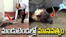 ఎండ వేడికి అల్లాడిన గబ్బిలం.. మానవత్వం చాటుకున్న లాయర్లు.. వీడియో వైరల్