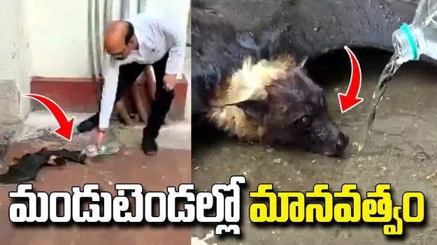 ఎండ వేడికి అల్లాడిన గబ్బిలం.. మానవత్వం చాటుకున్న లాయర్లు.. వీడియో వైరల్