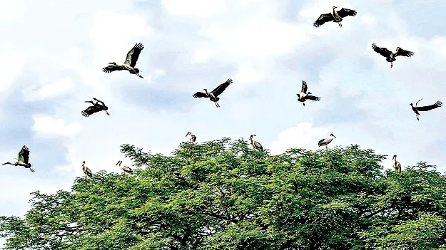 Siberian Birds   సైబీరియా పక్షుల సందడి 