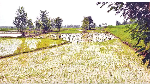   Crop Insurance  పంటల బీమా గడువు పెంపు