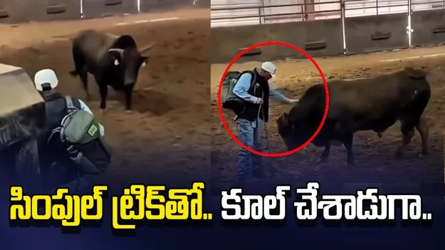 కోపంతో పొడవడానికి వచ్చిన ఎద్దు.. ఇతను చేసిన చిన్న ట్రిక్‌తో.. చివరకు.. 