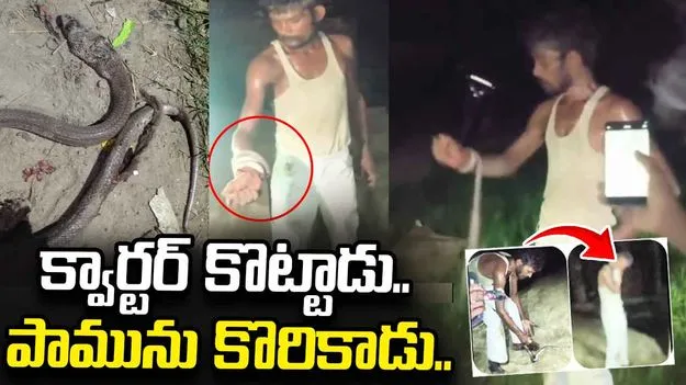 మందుబాబును కాటేసిన పాము.. చివరికి ఏమైందో మీరే చూడండి..