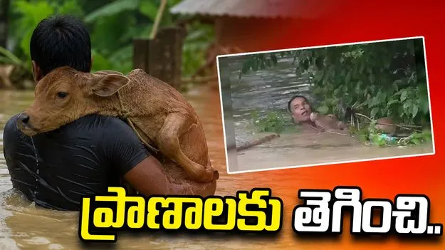 అస్సాం వరదలు.. ఆవు దూడ కోసం ప్రాణాలకు తెగించిన వ్యక్తి..
