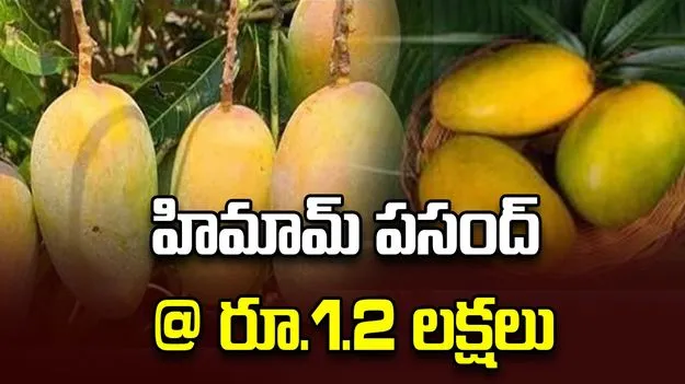 హిమామ్‌ పసంద్‌ @ రూ.1.2 లక్షలు 