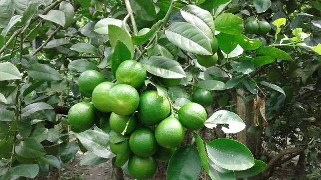 నిమ్మ ధర.. భళా