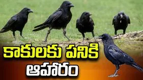 కాకులకు పనికి ఆహారం