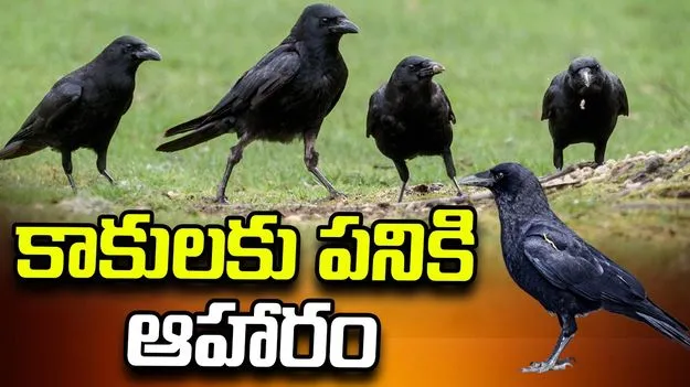 కాకులకు పనికి ఆహారం