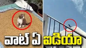 గోధుమలను పక్షుల నుంచి కాపాడే సింపుల్ ట్రిక్.. వీడియో వైరల్