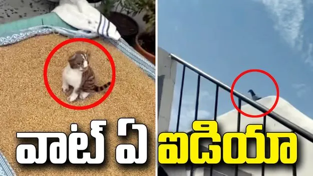 గోధుమలను పక్షుల నుంచి కాపాడే సింపుల్ ట్రిక్.. వీడియో వైరల్