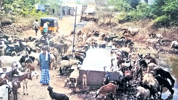 మూగజీవాలకు ఊరట