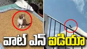 గోధుమలను పక్షుల నుంచి కాపాడే సింపుల్ ట్రిక్.. వీడియో వైరల్