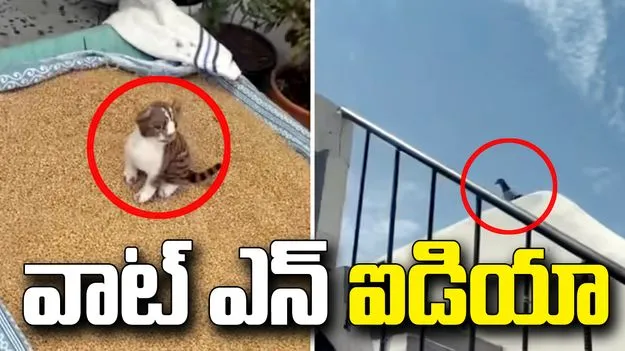 గోధుమలను పక్షుల నుంచి కాపాడే సింపుల్ ట్రిక్.. వీడియో వైరల్