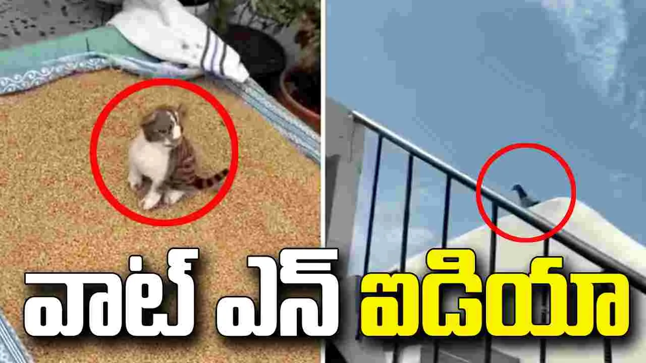 గోధుమలను పక్షుల నుంచి కాపాడే సింపుల్ ట్రిక్.. వీడియో వైరల్