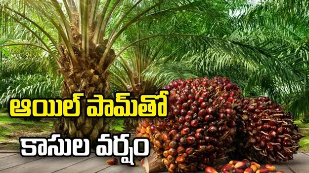 ఆయిల్‌ పామ్‌తో కాసుల వర్షం