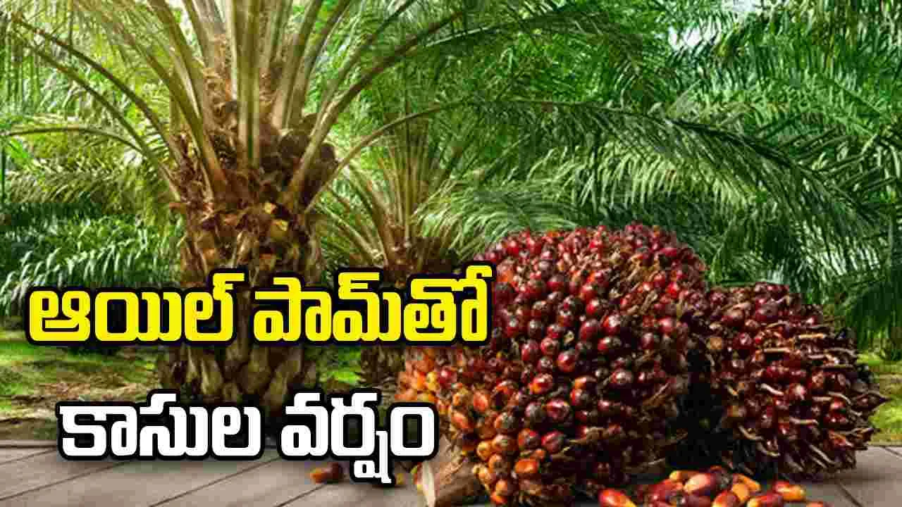 ఆయిల్‌ పామ్‌తో కాసుల వర్షం