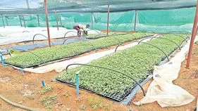 మొక్క @ రూపాయి