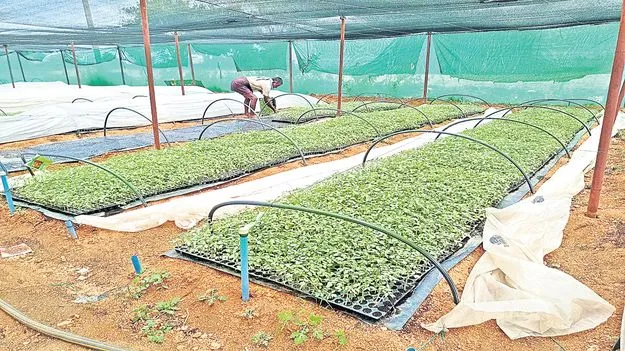 మొక్క @ రూపాయి