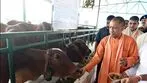 ఆవులపై ద్వంద్వ ప్రమాణాలు మానండి.. యోగి స్ట్రాంగ్ కౌంటర్
