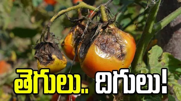 టమోటాను చుట్టుముట్టిన చీడపీడలు