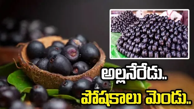 అల్లనేరేడు.. పోషకాలు మెండు..