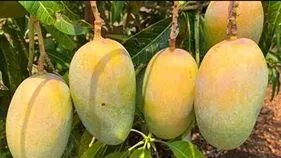 హిమామ్‌ పసంద్‌ @ రూ.1.2 లక్షలు 