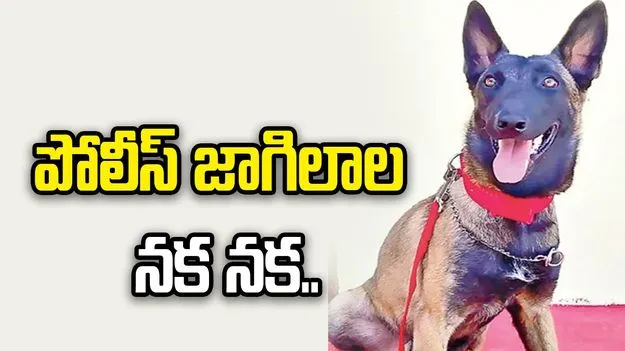 పోలీస్‌ జాగిలాల నక నక.. నిధుల కొరతతో అందని పౌష్టికాహారం