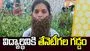 విద్యార్థినికి తేనెటీగల గడ్డం 
