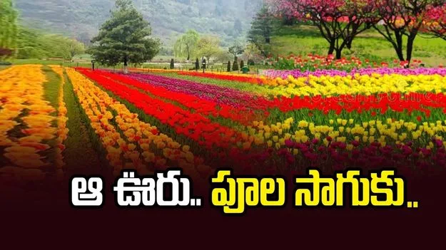 ఆ ఊరు.. పూల పరిమళాలతో...