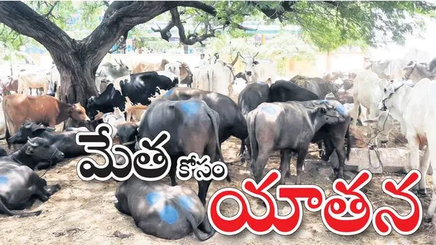 మేత కోసం యాతన..