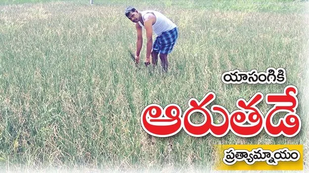 యాసంగికి ఆరుతడే ప్రత్యామ్నాయం