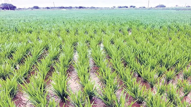సన్నాల ఆన్‌లైన్‌ 10లోపు గడవు
