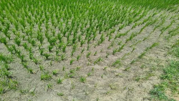 మొఖం చాటేసిన వరుణుడు