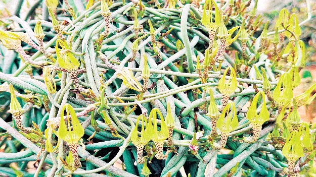 ఒకే మొక్కకు 2వేలకు పైగా పుష్పాలు 