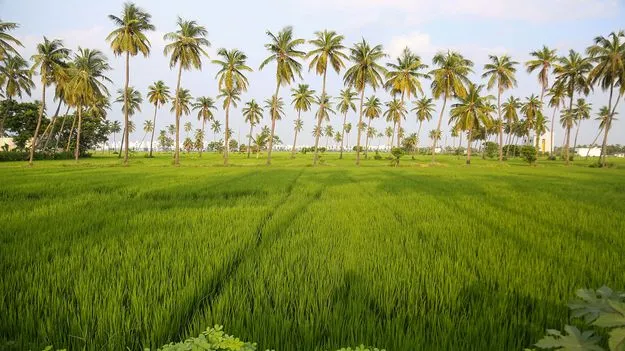 సార్వా సేఫ్‌