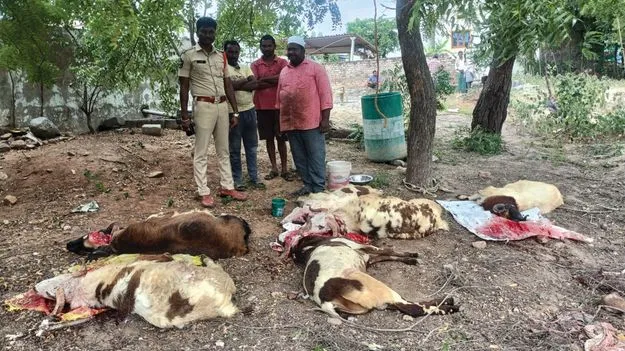 ఓటుకు మటన్‌ తాయిలం