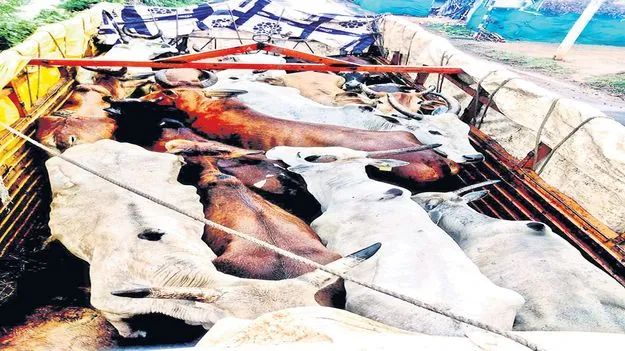 గోవుల అక్రమ రవాణా