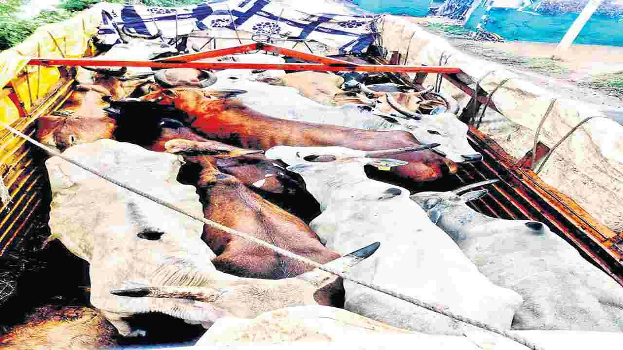 గోవుల అక్రమ రవాణా