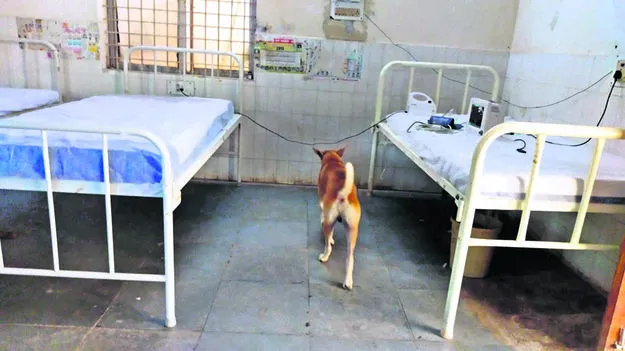 DOGS : ప్రభుత్వాస్పత్రిలో శునకాల సంచారం