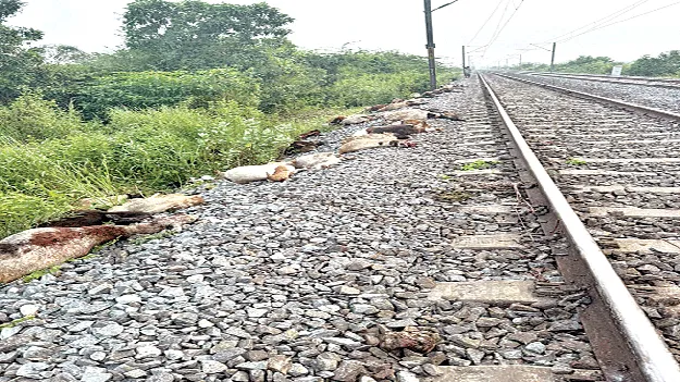 గూడ్సు రైలు ఢీకొని 140 గొర్రెలు మృతి