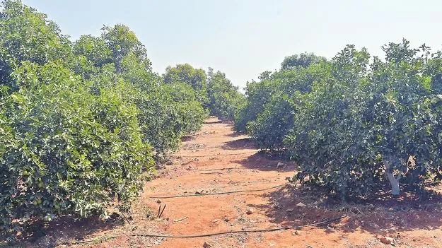 పండ్ల తోటలను కాపాడుకుందాం