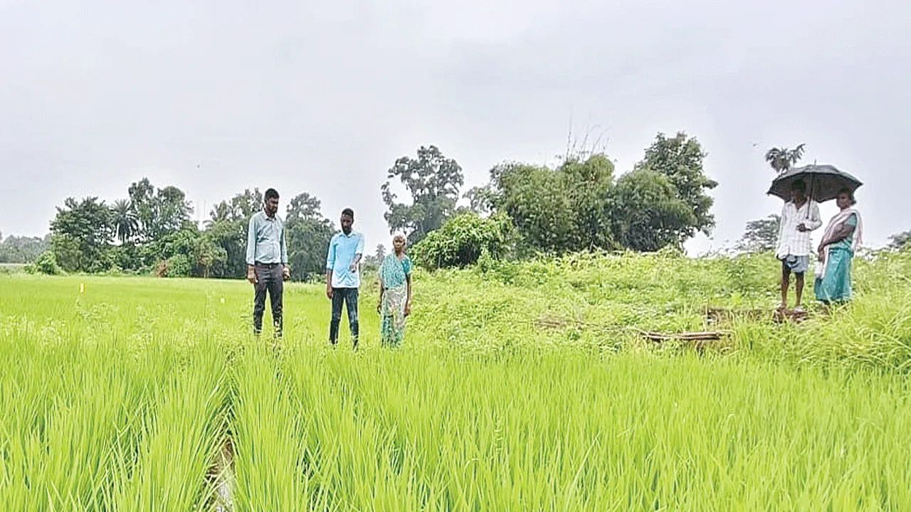 దేశీ వరిసాగుతో అధిక దిగుబడులు