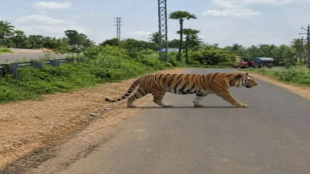 వనం నుంచి జనంలోకి
