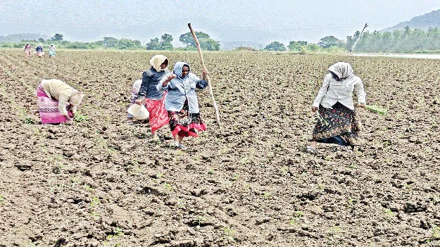 జోరుగా మిర్చినాట్లు
