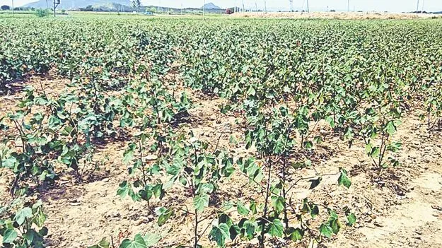 వానలు కురవాలి...పంటలు పండాలి 
