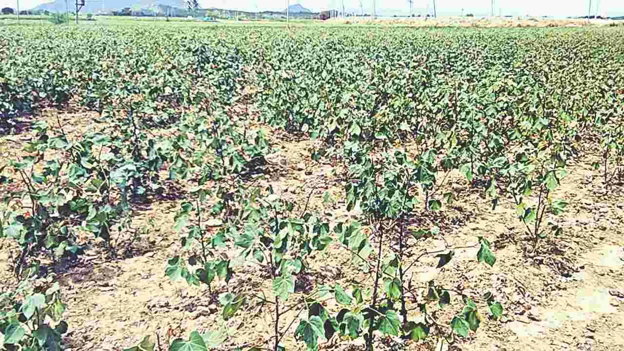 వానలు కురవాలి...పంటలు పండాలి